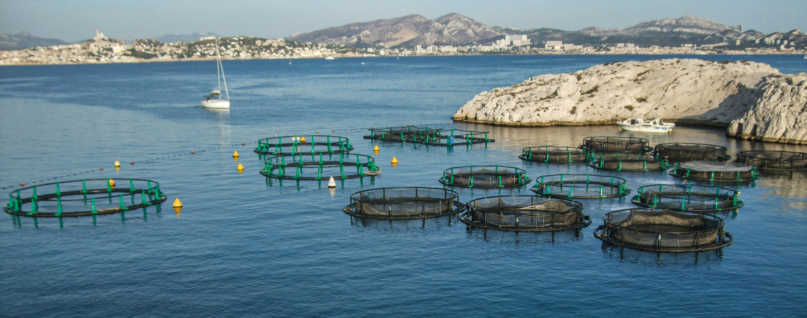 Les chiffres de la souffrance animale