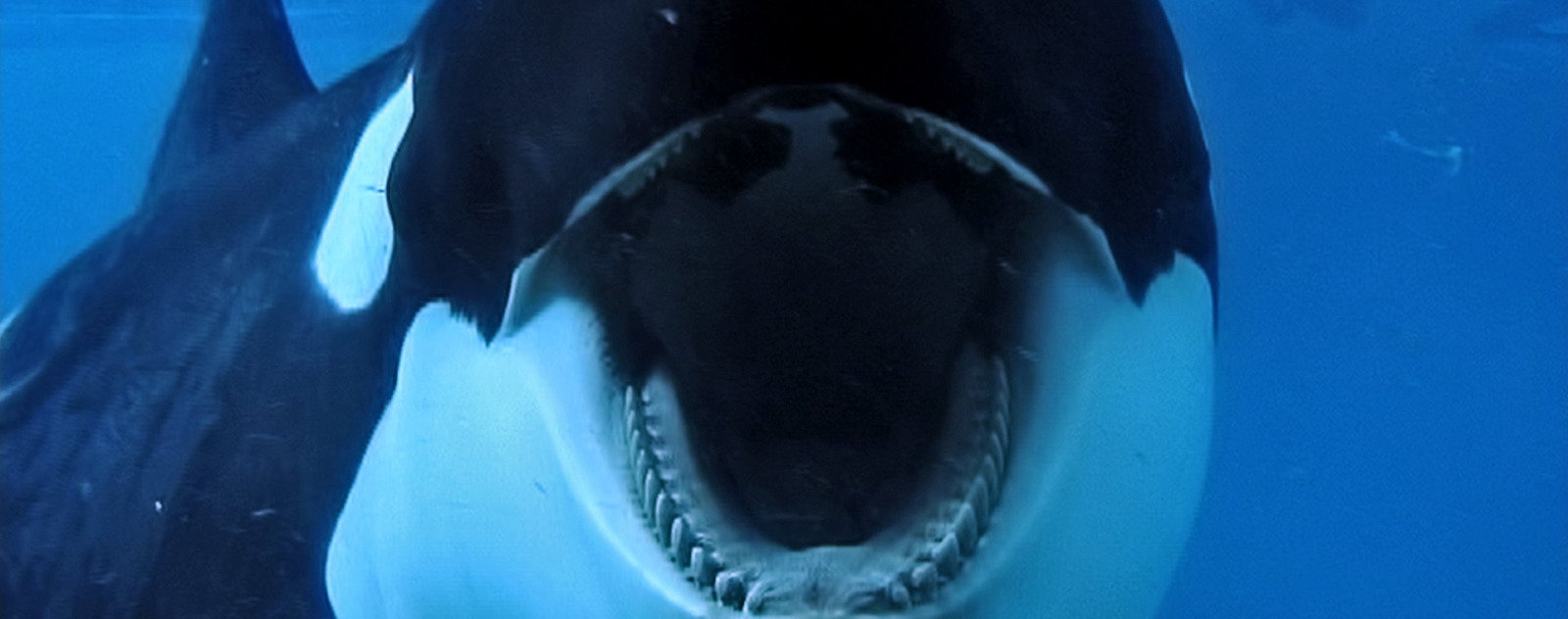 Blackfish - Documentaire Vegan